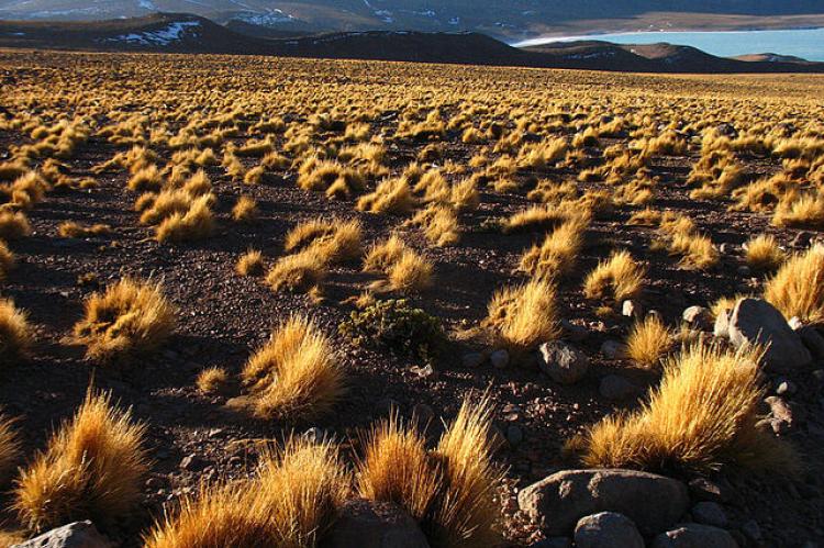 Puna shrubland with Laguna Verde in the background, Bolivia