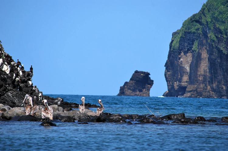 Punta Roca Partida, Revillagigedo Islands, Mexico 