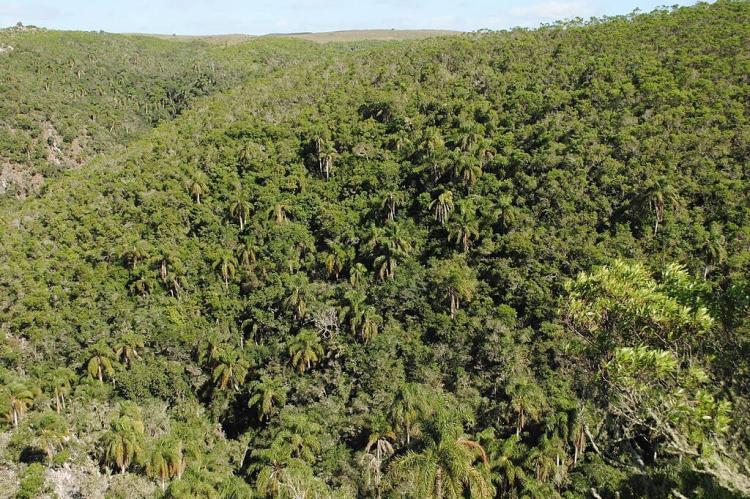 Syagrus romanzoffiana. Arecaceae. Quebrada de los Cuervos, Uruguay