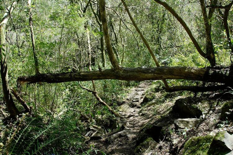 Forest, Quebrada de los Cuervos National Park, Uruguay 