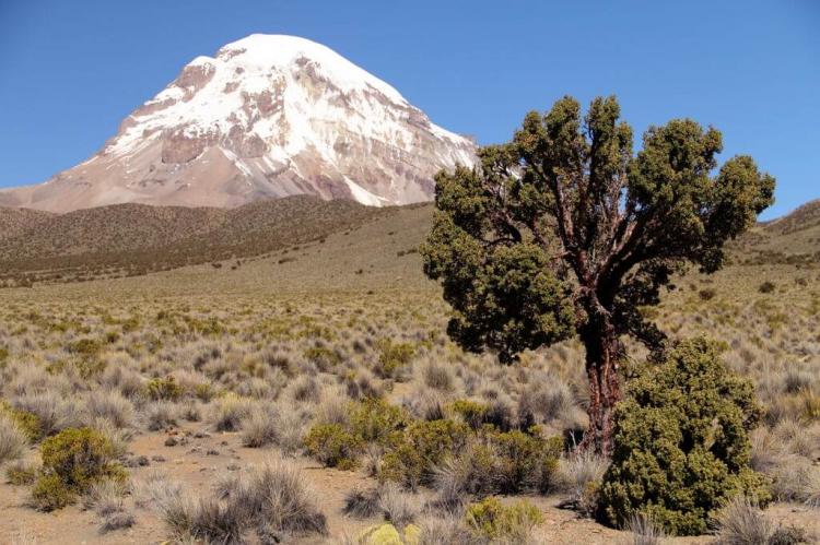 Queñua tree, Sajama National Park, Bolivia