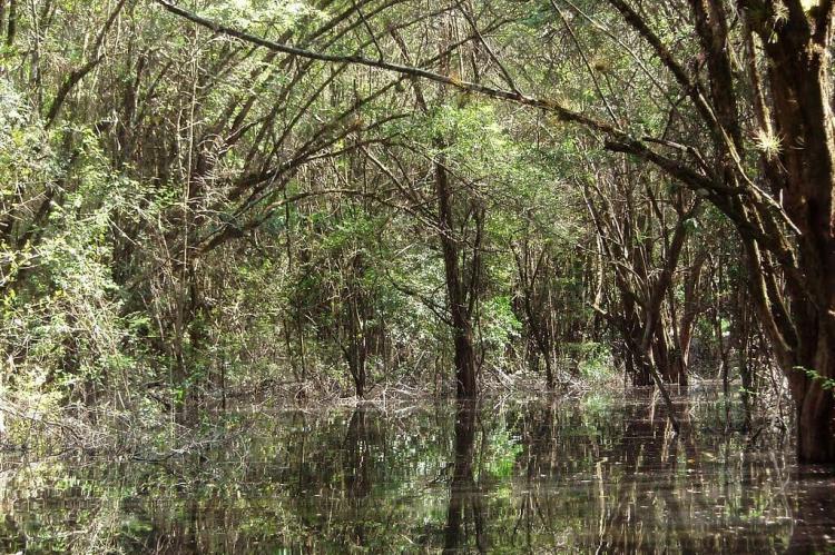 Jungle view, Nahá-Metzabok Reserve, Mexico