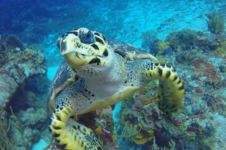 Turtle swimming, Cozumel reef, Mexico