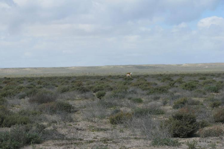  Biosphere Reserve, El Vizcaino, Baja California, Mexico