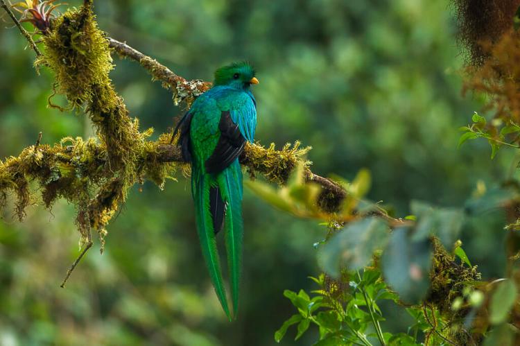 Resplendent Quetzal male - Cloud Forest in Costa Rica 