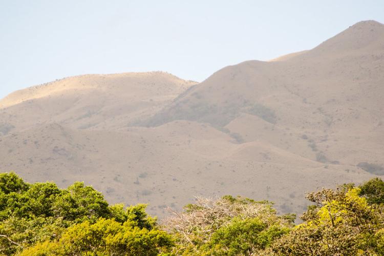 Rincon up close, Santa Rosa, Bosque seco, Guanacaste, Costa Rica