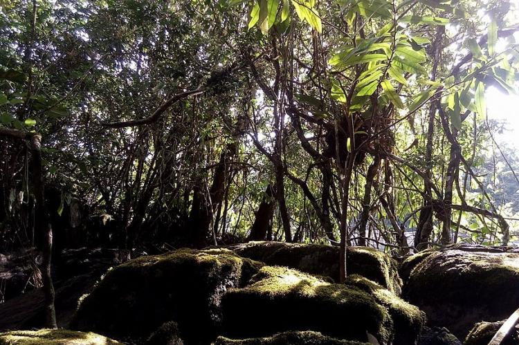 Rio Feliz rock formation in the Tumucumaque Mountains National Park, Brazil