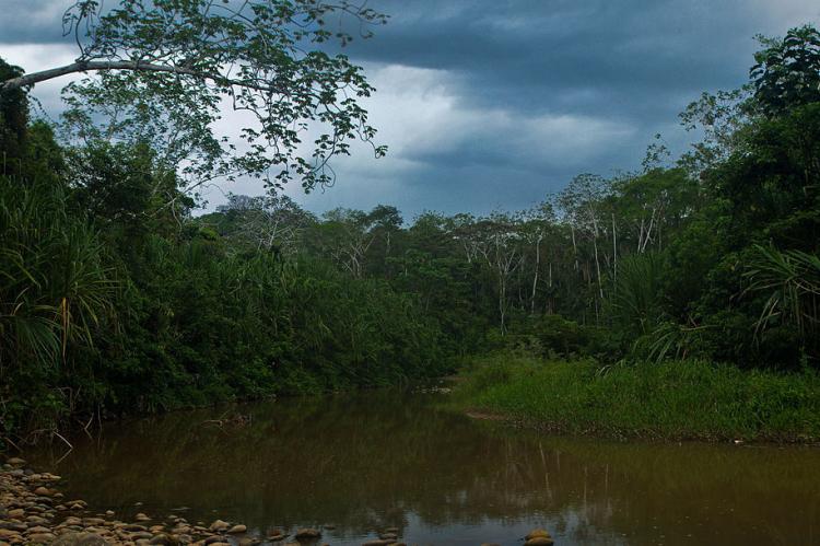 View of the Madidi river, Madidi National Park, Bolivia