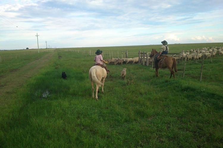 Tending sheep in rural Paysandú, Uruguay