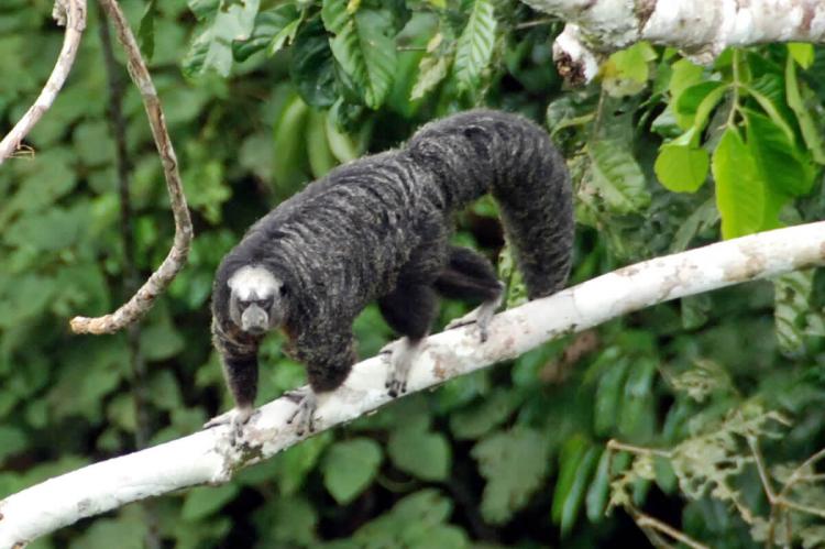 Saki Monkey, Yasuni National Park, Ecuador
