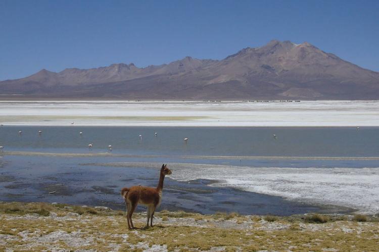 Salar de Surire Natural Monument, Chile
