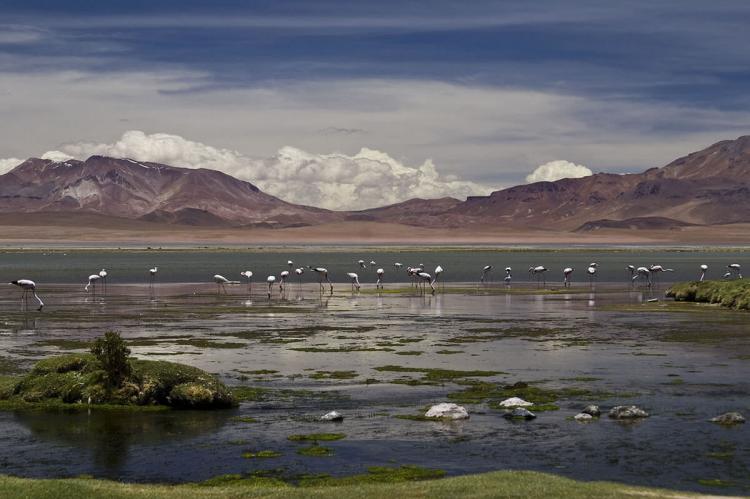 Salar de Tara, Los Flamencos National Reserve, Chile