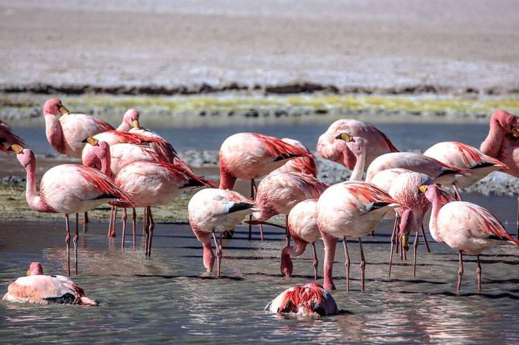On and around Bolivias' Salar de Uyuni, Laguna Hedionda, mostly James's Flamingos (Phoenicoparrus jamesi)