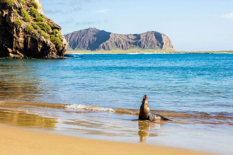 Galápagos sea lion in Punta Pitt, San Cristóbal Island