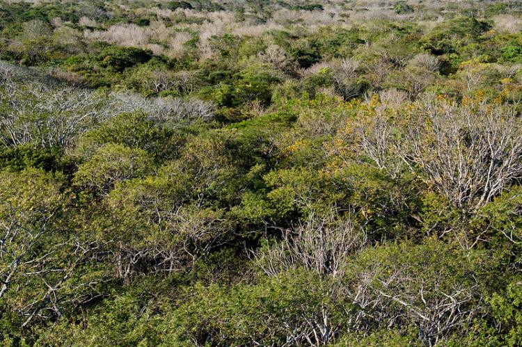 Forest in Santa Rosa National Park, Costa Rica