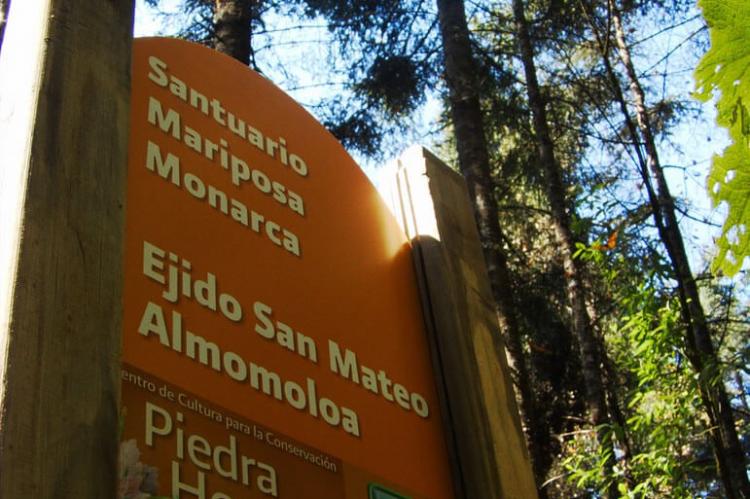 Santuario de la Mariposa Monarca, Mexico