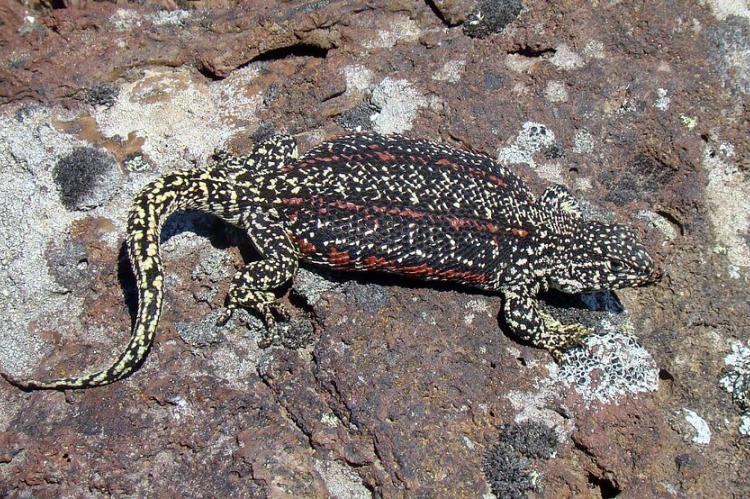 Liolaemus sarmientoi, in cave at Pali-Aike National Park, Chile