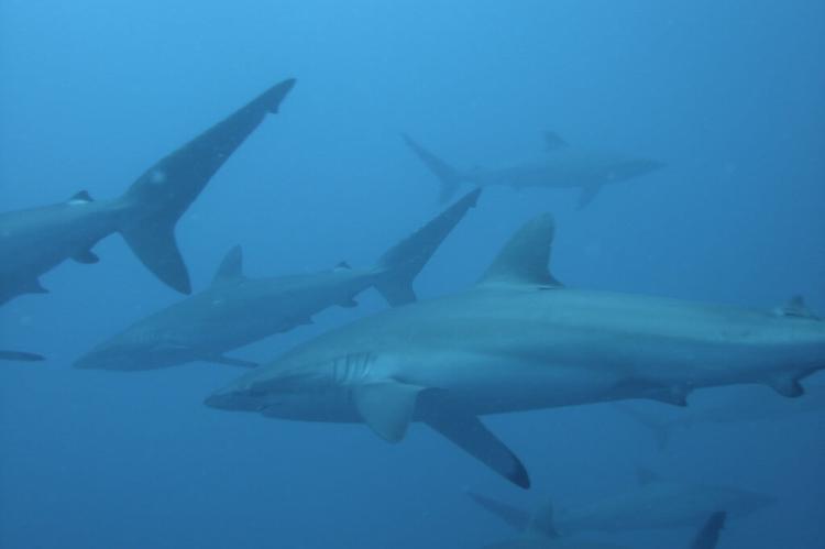 School of sharks, Malpelo Island, Colombia