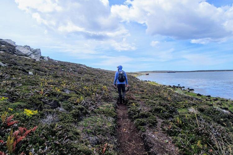 Scrub vegetation, Falkland Islands