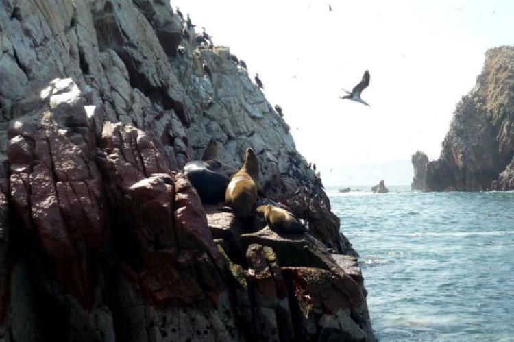Sea lions and sea birds, Guano Islands and Capes National Reserve System, Peru