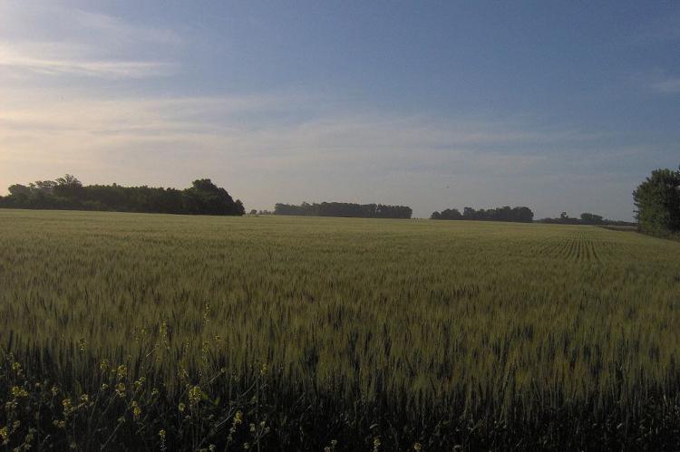 Field of barley in Los Toldos, Argentina