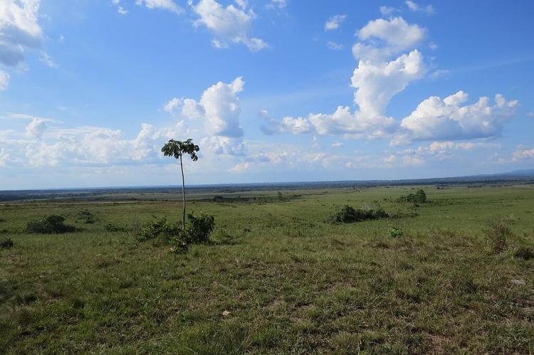 Savanna in the Serranía de la Macarena, Colombia