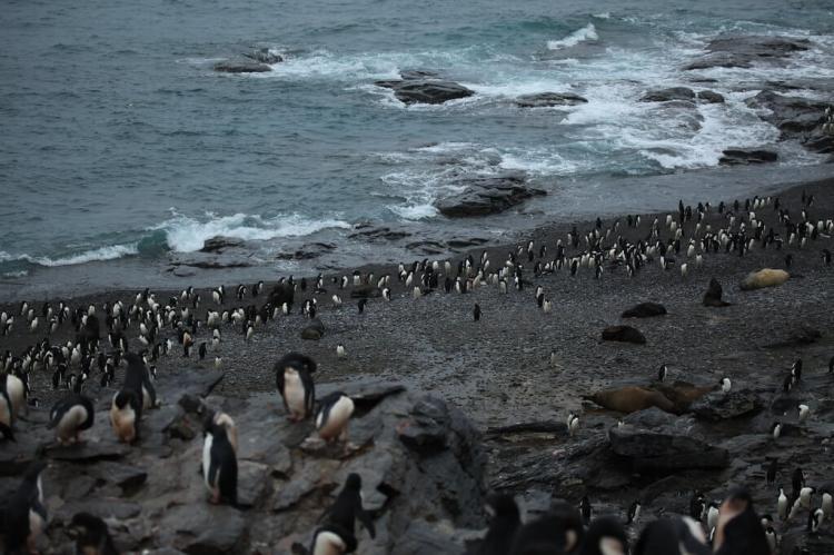 Shingle Cove, South Orkney Islands
