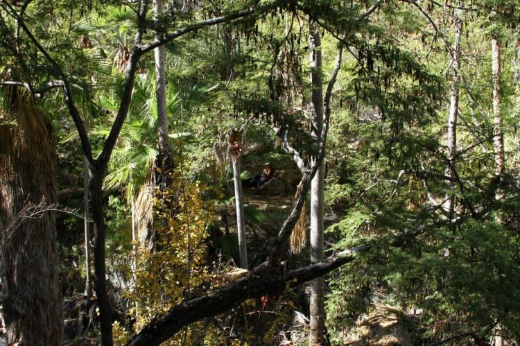 Dense pine-oak forest of the Sierra de la Laguna, Baja California Sur, Mexico
