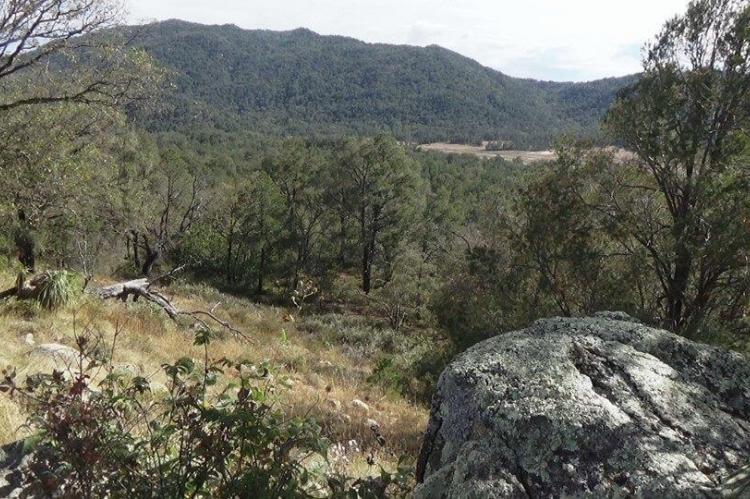 Valley forest in Sierra de la Laguna, Mexico