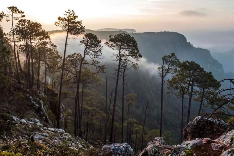 Vista Sierra de Manantlan Biosphere Reserve, Mexico