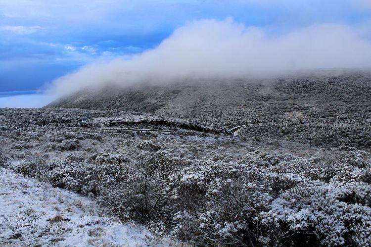 Snow dusted vegetation in São Joaquim National Park (Brazil)
