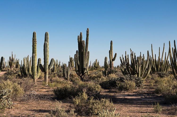 Sonoran desert at Bahia Kino, Sonora, Mexico