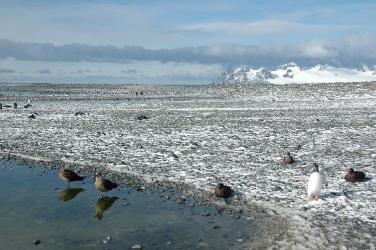 South Shetland Island, Antarctic Peninsula
