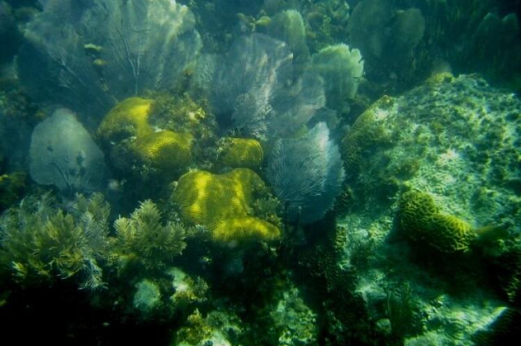 Marine life at Southwater Cay, Belize