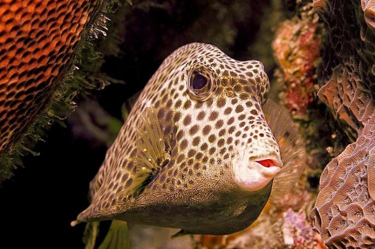 Spotted trunkfish (Lactophrys bicaudalis)