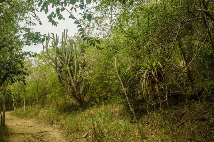 St. John Island Flora, USVI