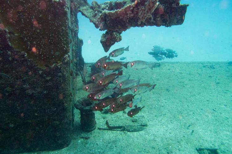 Carib Cargo shipwreck reef, St Maarten
