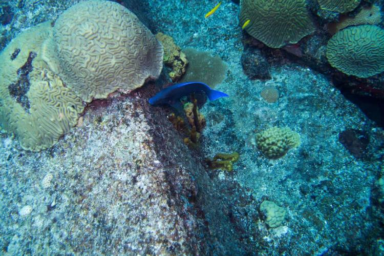 Carib Cargo shipwreck reef, St Maarten