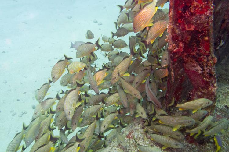Carib Cargo shipwreck reef, St Maarten