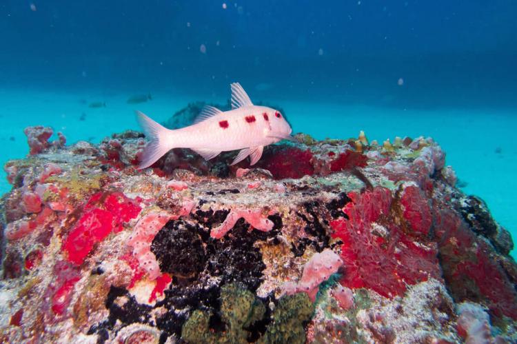 Carib Cargo shipwreck reef, St Maarten