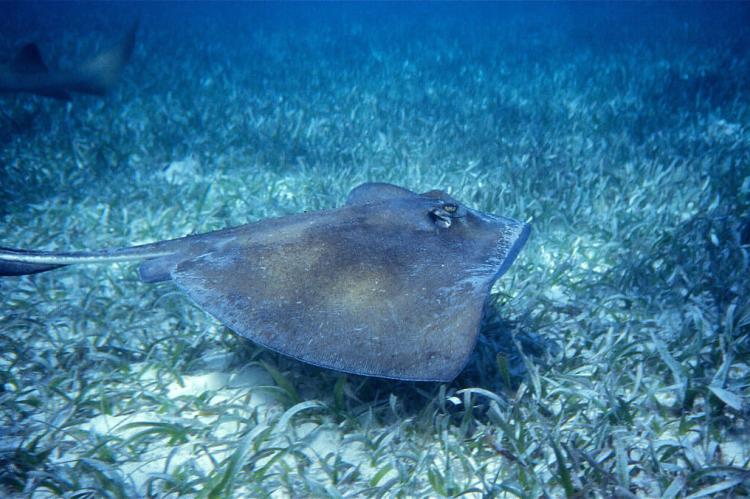 Southern Stingray (Dasyatis americana) Shark Ray Alley, Belize