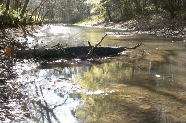 Stream within the Pereyra Iraola Park, Argentina