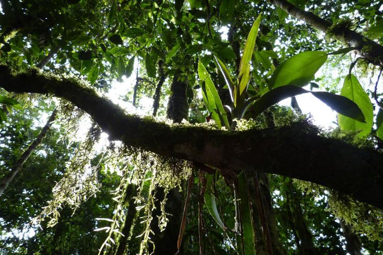 Sumaco cloud forest bromeliad and moss, Sumaco Biosphere Reserve, Ecuador