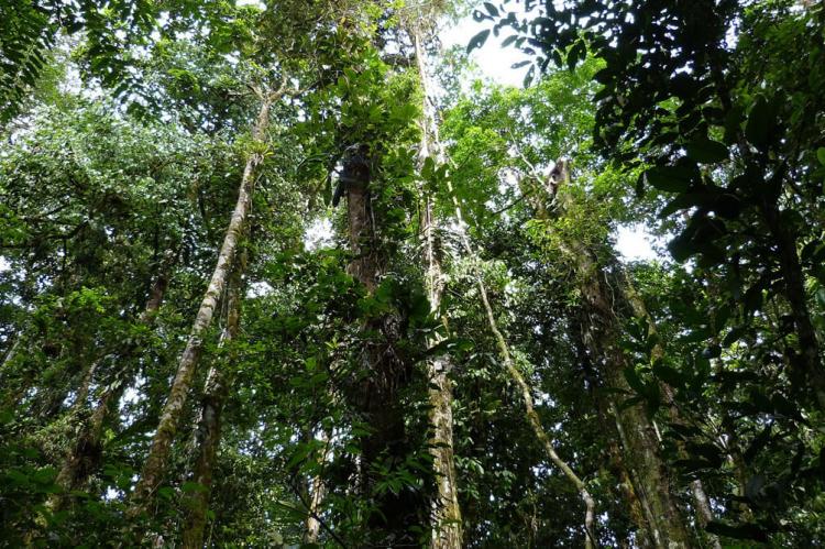 Sumaco cloud forest, Sumaco Biosphere Reserve, Ecuador