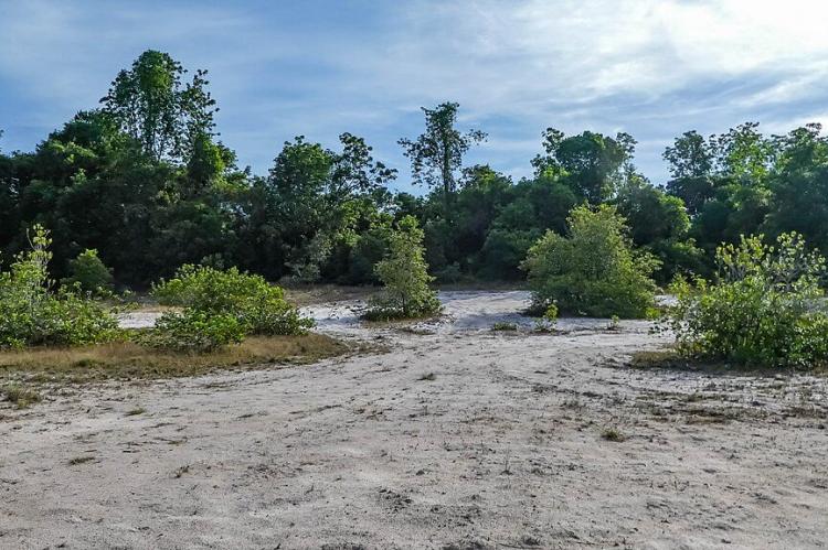 The savannah of Suriname, just south of Paramaribo