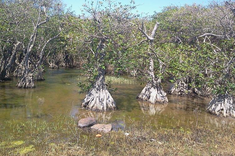 Wetlands in the Grand Cul-de-Sac Marin Nature Reserve, Guadeloupe 