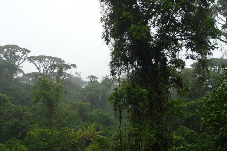 Talamancan montane forests, Braulio Carrillo National Park, Costa Rica