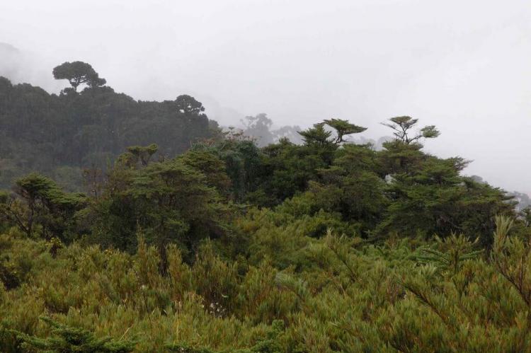 Parque Nacional Tapaní - Macizo de la Muerte, Cartago, Costa Rica