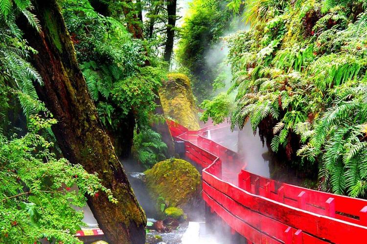 Valdivian vegetation around Termas Geométricas near Coñaripe, Chile