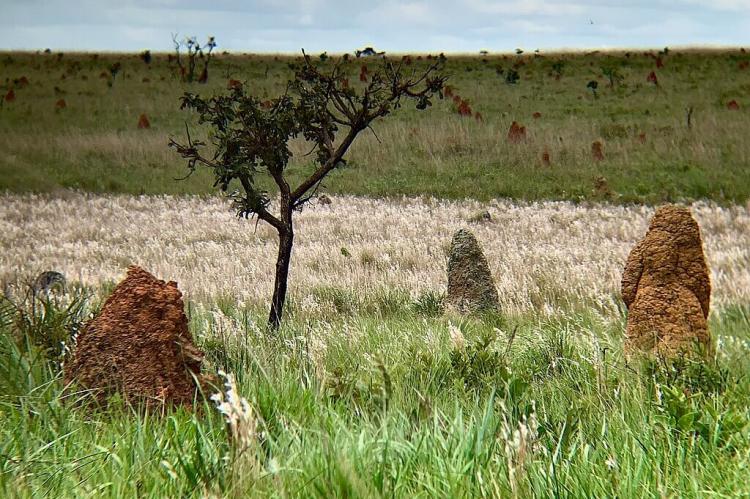 Four termite mounds, each one of a different type of mud and color, in Emas National Park.